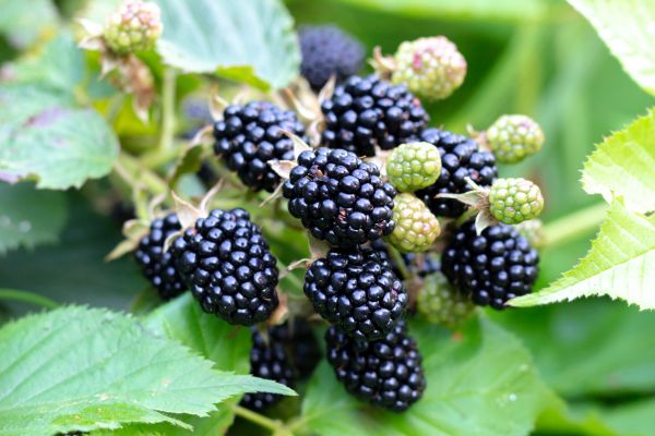 Blackberry Bush Removal in Monroe Township