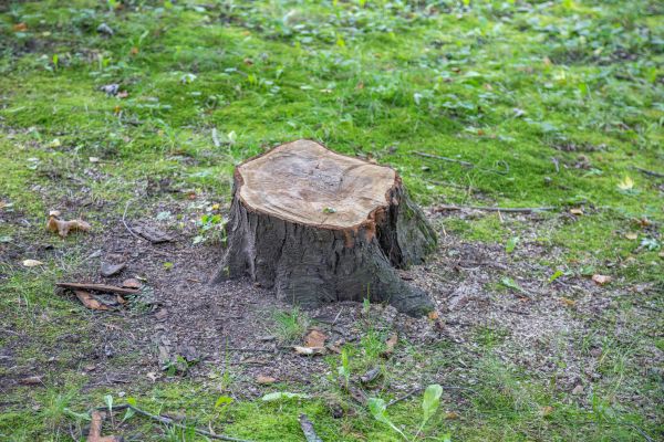 Bush Stump Removal in Monroe Township
