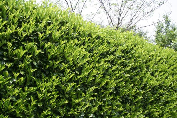 Laurel Removal in Monroe Township