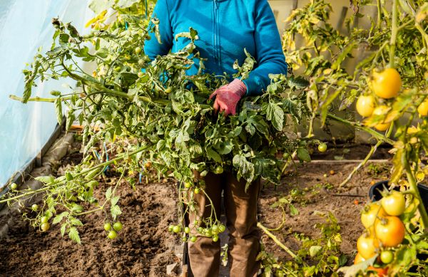 Garden Plant Removal in Monroe Township