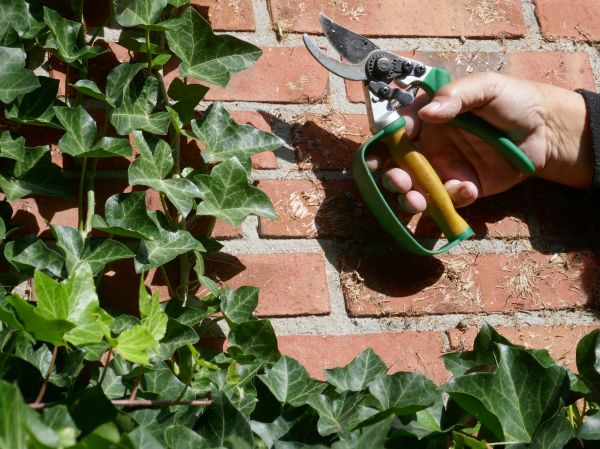 Ivy Removal Service in Monroe Township