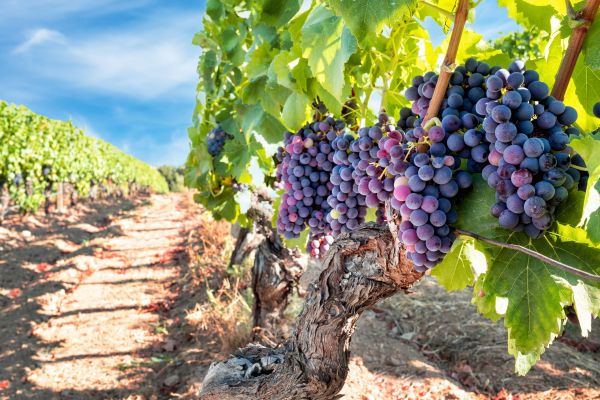 Grapevine Pruning in Monroe Township