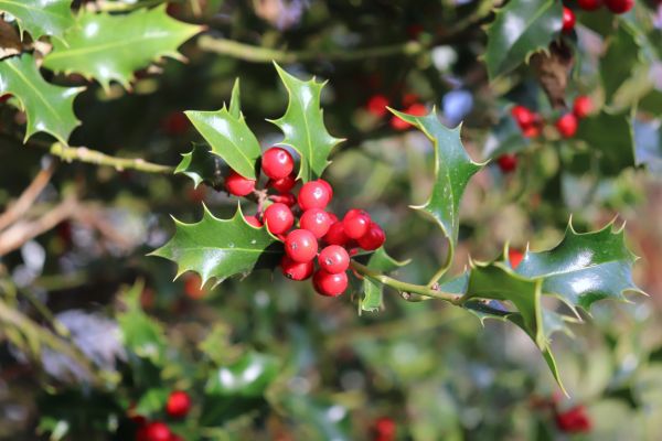 Holly Tree Trimming in Monroe Township