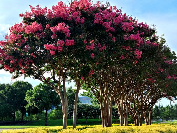 Crepe Myrtle Pruning in Monroe Township
