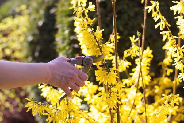 Forsythia Pruning in Monroe Township
