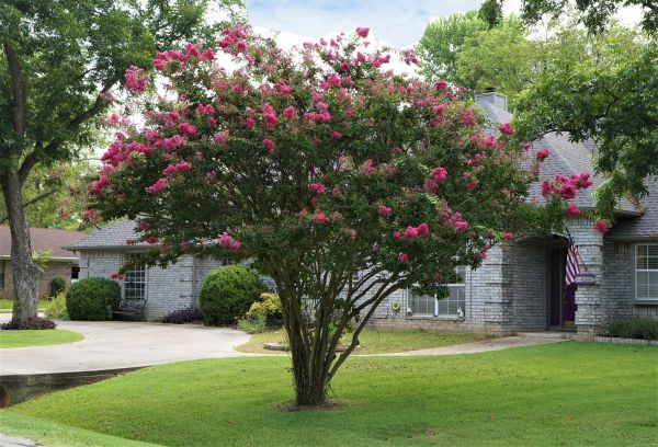 Crepe Myrtle Trimming in Monroe Township