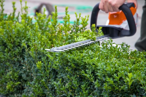 Evergreen Hedge Trimming in Monroe Township