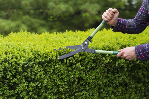 Evergreen Shrub Pruning in Monroe Township
