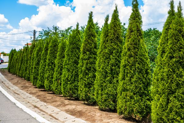 Arborvitae Shearing in Monroe Township