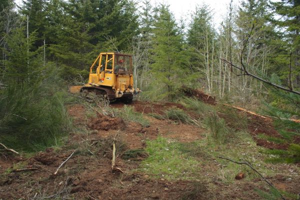 Shrubbery Clearing in Monroe Township