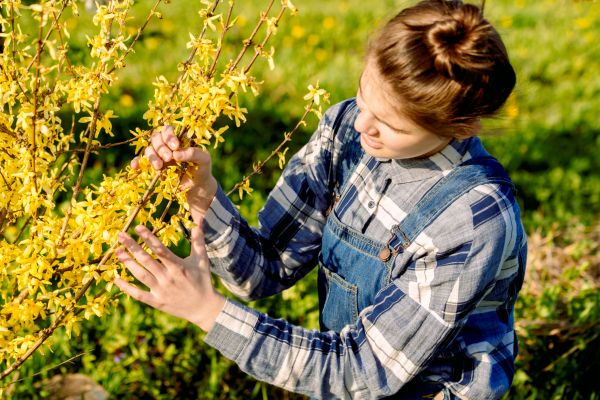 Forsythia Trimming in Monroe Township