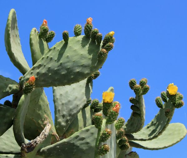 Cactus Removal in Monroe Township