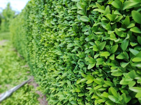 Boxwood Pruning in Monroe Township