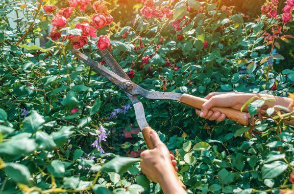 Knockout Roses Pruning in Monroe Township