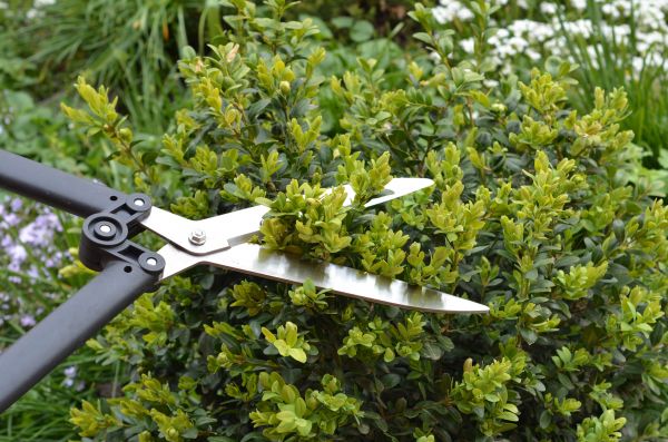 Boxwood Trimming in Monroe Township