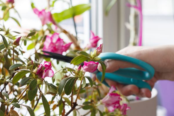 Azalea Pruning in Monroe Township