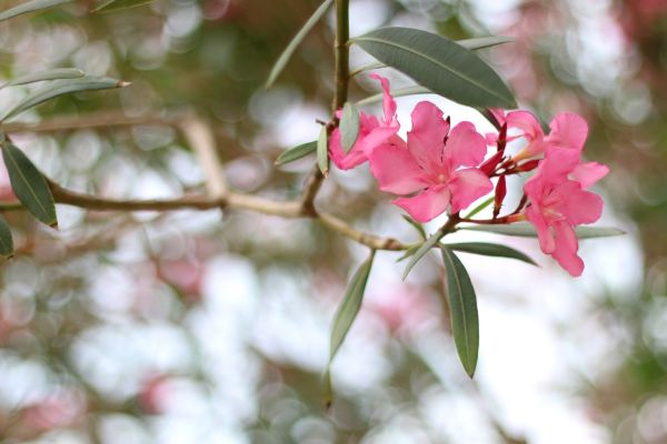 Oleander Removal in Monroe Township