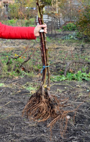 Shrub Root Removal in Monroe Township
