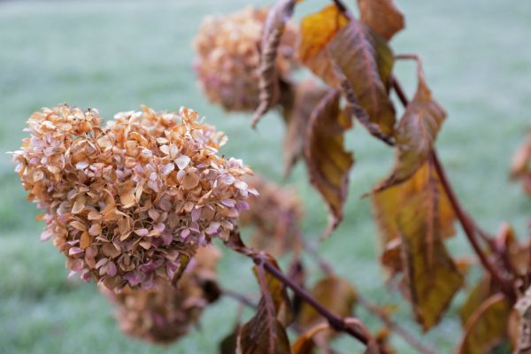 Hydrangea Removal in Monroe Township