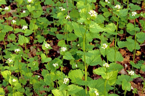 Garlic Mustard Removal in Monroe Township