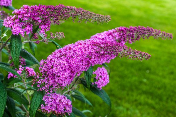 Butterfly Bush Removal in Monroe Township