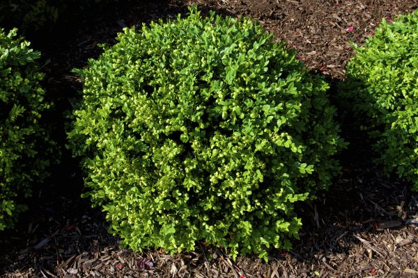 Boxwood Removal in Monroe Township