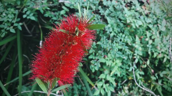 Bottlebrush Pruning in Monroe Township