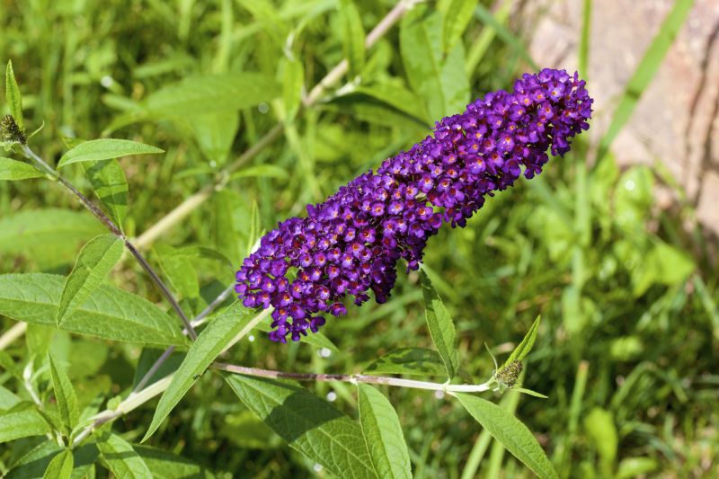 Butterfly Bush Removal