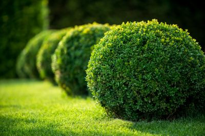 Trimmed Shrubs with Clear Lines