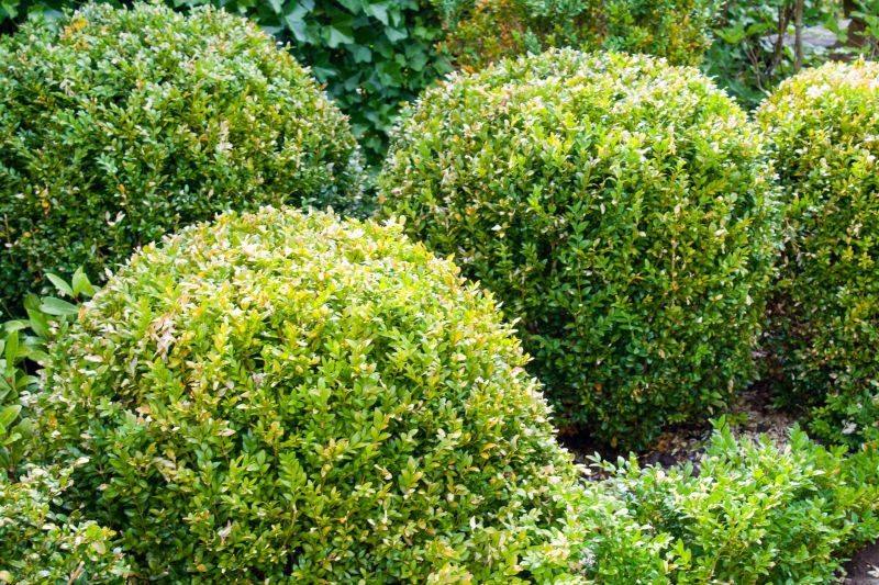 Healthy, Vibrant Shrubs