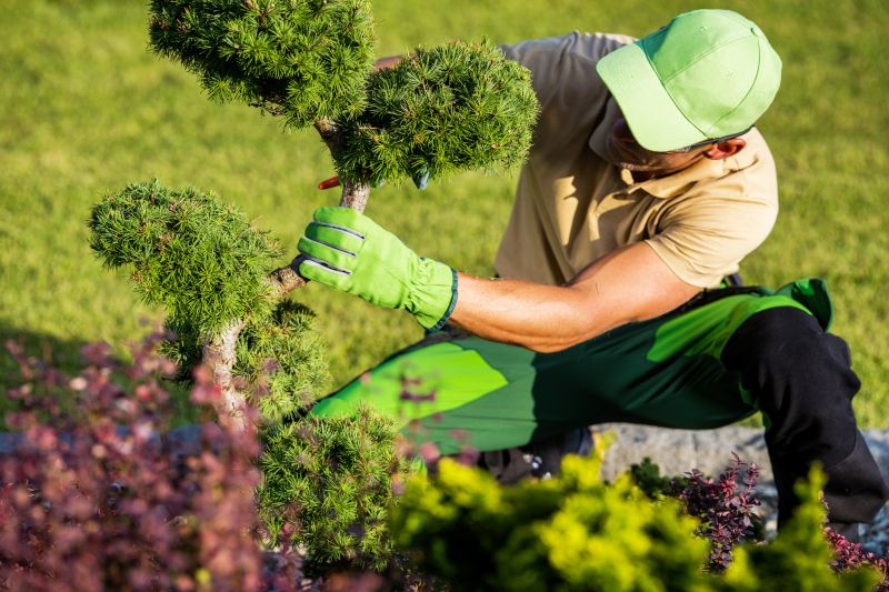 Summer Shrubs Maintenance