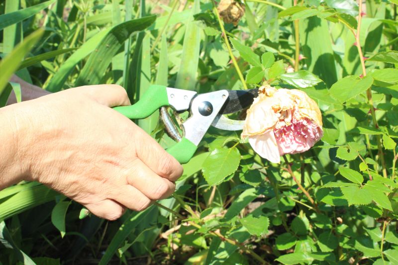 Weigela Pruning Service